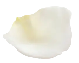 花びら