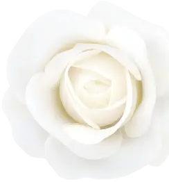 花の画像